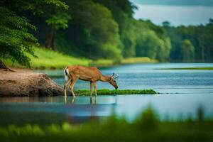 un ciervo es Bebiendo agua desde el río. generado por ai foto