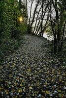 un camino con hojas y arboles foto