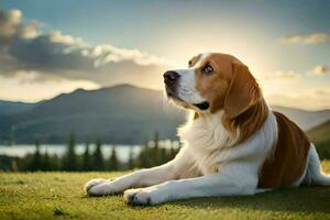 un perro sentado en el césped mirando arriba a el cielo. generado por ai foto