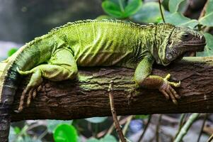 majestuoso iguana retrato foto