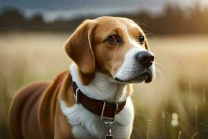 un perro es en pie en un campo con un puesta de sol en el antecedentes. generado por ai foto