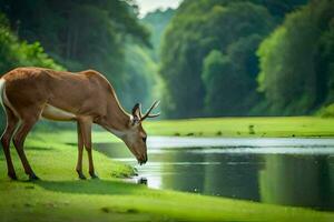 a deer is drinking water from a pond. AI-Generated photo