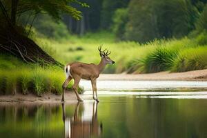 a deer stands in the water near a river. AI-Generated photo