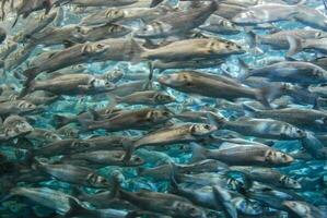 a large group of fish swimming in the water photo