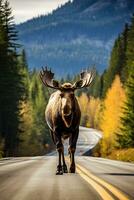 Magnificent Moose in Autumn on The Road   generative ai photo