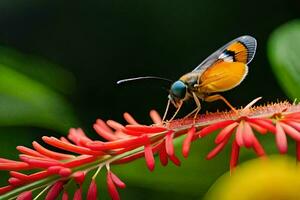 a butterfly is perched on a red flower. AI-Generated photo