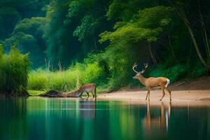 ciervo en pie en el banco de un río en el bosque. generado por ai foto