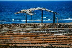a large fish skeleton on a beach photo