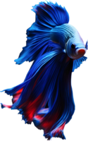 ein Gemälde von ein Betta Fisch. KI-generiert. png