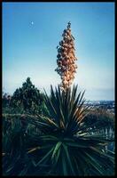 elegante agave floreciente foto