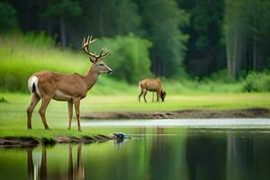 two deer standing on the edge of a lake. AI-Generated photo