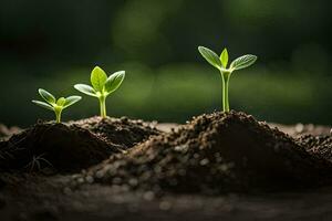 three young plants growing in the dirt. AI-Generated photo