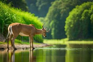 a deer is standing in the water near a river. AI-Generated photo