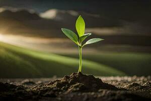 un joven planta coles desde el suelo. generado por ai foto