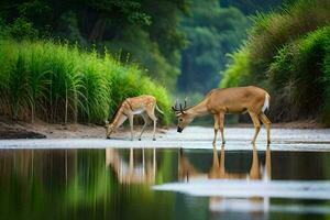 dos ciervo Bebiendo agua en el medio de un río. generado por ai foto