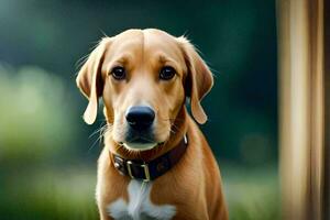 un marrón perro con un collar en es mirando a el cámara. generado por ai foto