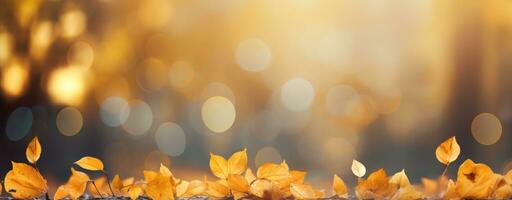 autumn leaves background on forest with blue sky and sun photo