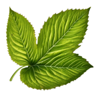 Beautiful leaf painting. AI-Generated. png