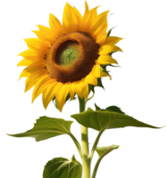 A painting of a sunflower. AI-Generated. png