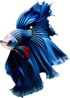 A painting of a Betta fish. AI-Generated. png