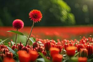 red flowers in a field with a bright sun. AI-Generated photo