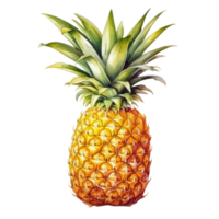 watercolor pineapple isolated png