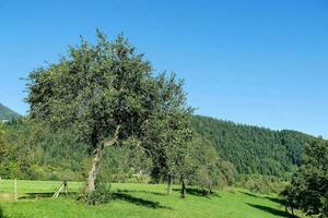 a tree in the middle of a green field photo