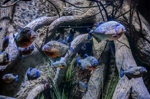 many fish swimming in an aquarium photo