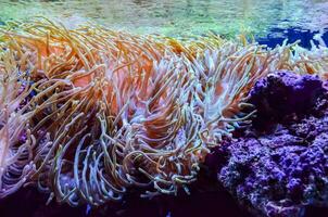 anemone in the aquarium photo