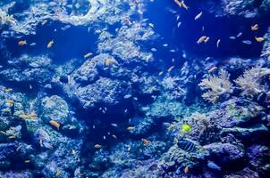 an underwater scene with many fish photo