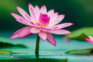 a pink lotus flower is floating in the water. AI-Generated photo