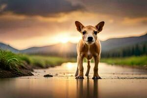 a dog standing in a puddle at sunset. AI-Generated photo