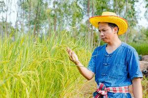 Farmers are exploring the rice fields. photo