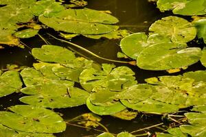 Water lily background photo