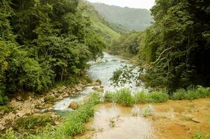 a river in the jungle with a lot of trees photo