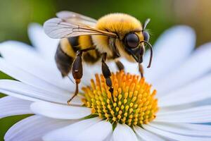 un abeja es sentado en un blanco flor. generado por ai foto