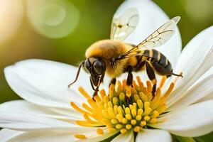 un abeja es en un blanco flor con un verde antecedentes. generado por ai foto