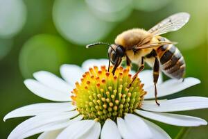 a bee is on a white flower with green background. AI-Generated photo