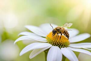 a bee is on a white flower with a blurry background. AI-Generated photo