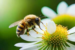 a bee is on a white flower with a green background. AI-Generated photo