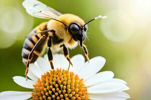 a bee is standing on a white flower. AI-Generated photo