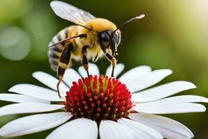 a bee on a white flower with a green background. AI-Generated photo