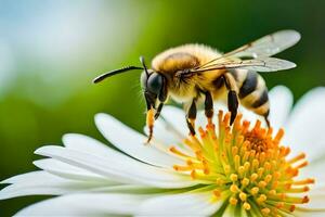 un abeja en un blanco flor con un verde antecedentes. generado por ai foto