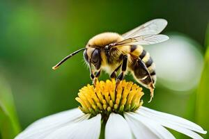 a bee on a white flower with a green background. AI-Generated photo