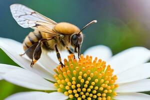 a bee is on a white flower with a green background. AI-Generated photo