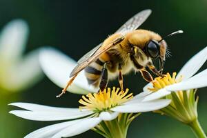 a bee is sitting on a flower with white flowers. AI-Generated photo