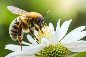 un abeja es en un blanco flor con un verde antecedentes. generado por ai foto