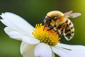 abeja en blanco flor con verde antecedentes. generado por ai foto