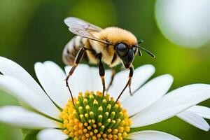 a bee on a white flower with a green background. AI-Generated photo