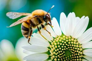 a bee is on a white flower with a green background. AI-Generated photo